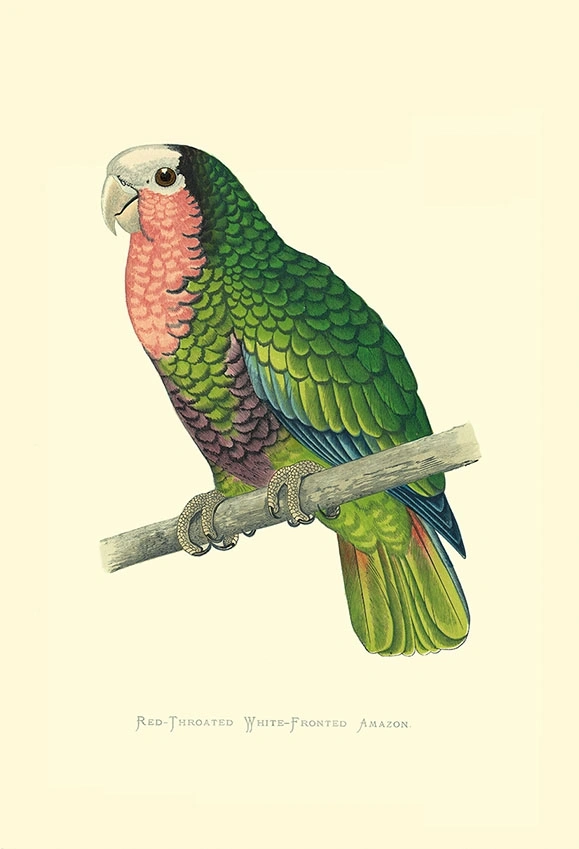 Red Throate White Fronted Amazon giclee print